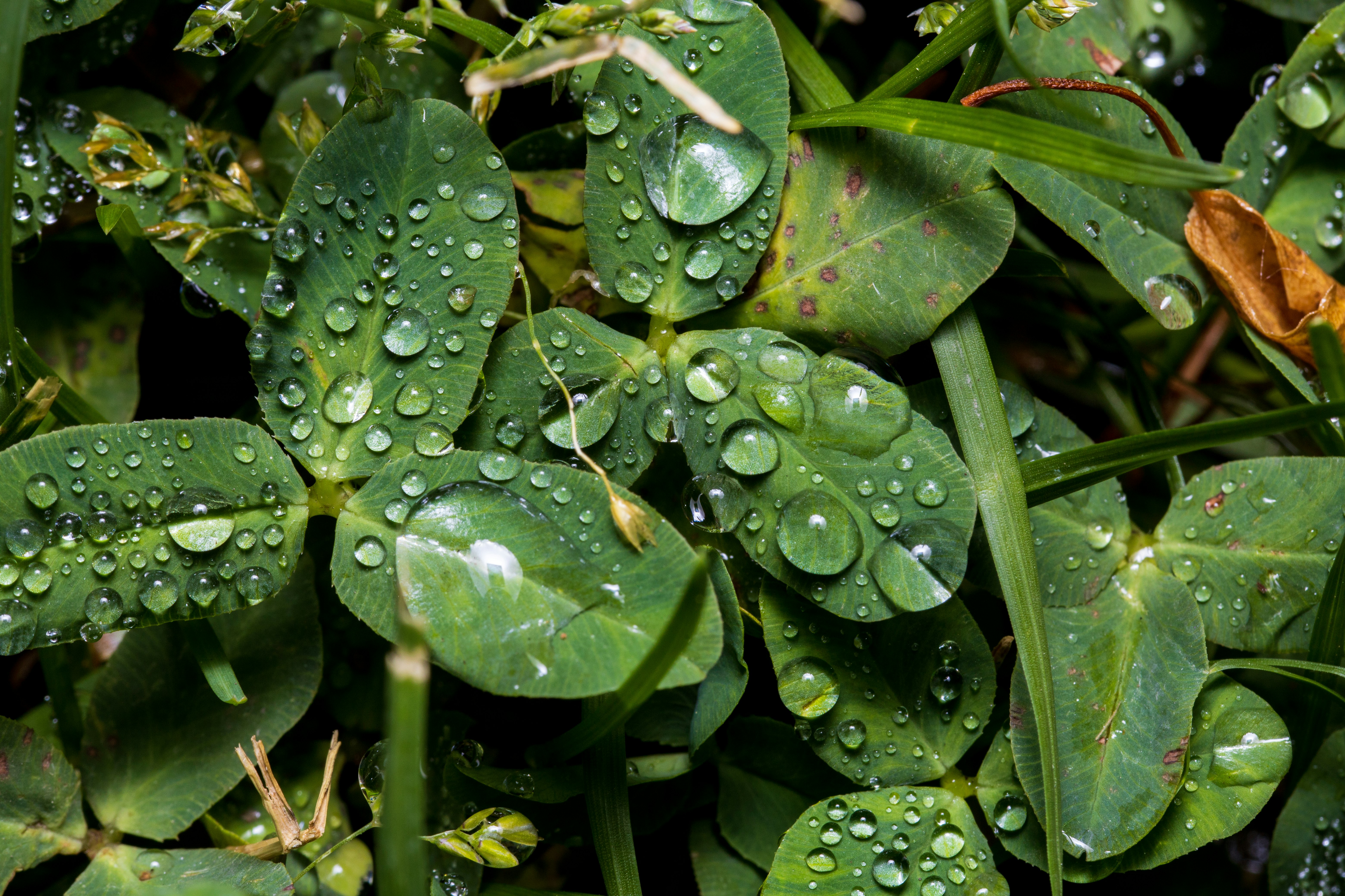 water droplets on green leaves